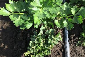 Typical celery plant (above) and plant severely stunted from aphid feeding to the roots (below). Photo by: S. K. Dara